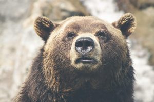 Image by Free-Photos from Pixabay The Third Bear by Jeff VanderMeer