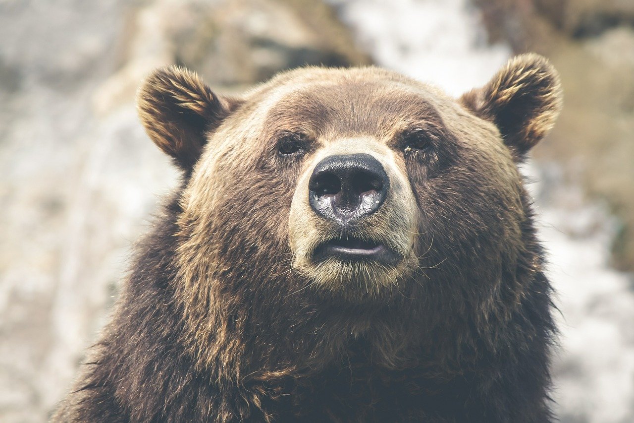 The Third Bear by Jeff VanderMeer